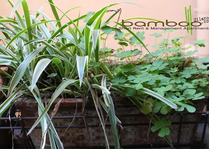 Bamboo Milano Fiori